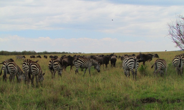 cebras y ñus masai mara