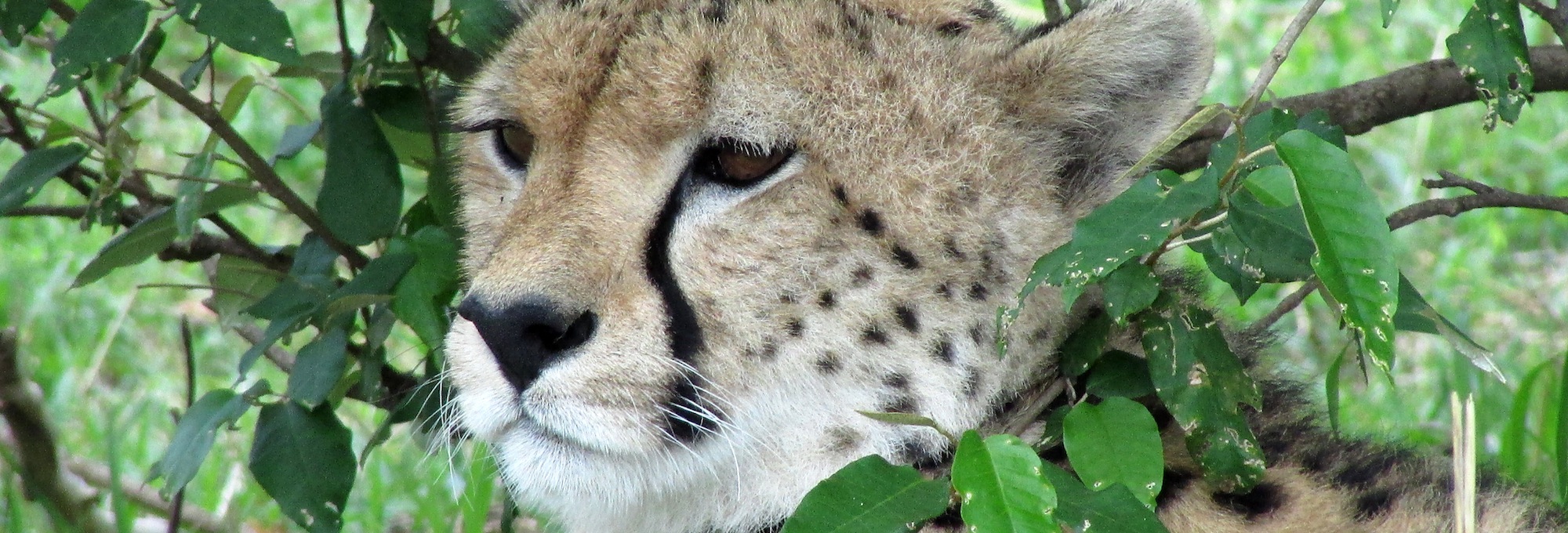 …la impresionante figura del guepardo regalando a tus ojos el placer de contemplarlo…