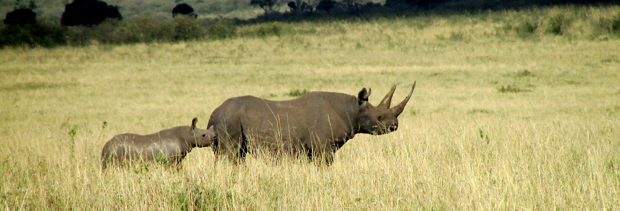 …la familia de rinocerontes cruzando las extensas llanuras…