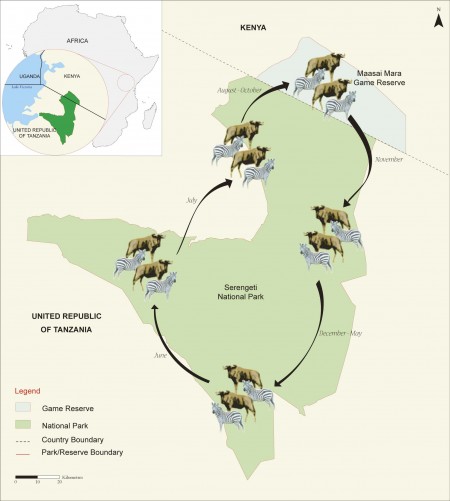migracion mara serengeti