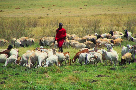 rebaño masai