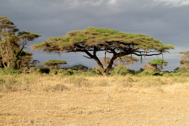 Safaris en Kenia