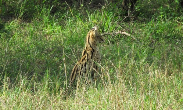 serval en masai mara