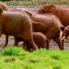 Una manada de elefantes tras disfrutar de un placentero baño