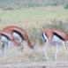 Thomson gazelles graze peacefully in the absence of predators