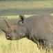 El rinoceronte negro, otro de los Big Five difíciles de ver