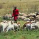 Joven masai con su rebaño, que puede ser de cabras, ovejas o vacas según su categoría