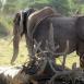 Gran manada de elefantes en las inmediaciones del río Tarangire