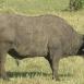 El búfalo cafre es uno de los big five, ¡aunque es más fácil de ver que sus compañeros!
