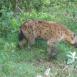 Hiena manchada en el Parque Nacional de Arusha