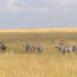 Familia de cebras comunes mezcladas con algunos ñus en las llanuras de Serengeti