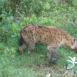 La hiena manchada es un animal tímido y escurridizo, pero pudimos verla en Arusha