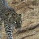 Samburu es el lugar donde hay más probabilidad de avistar al leopardo. Una vez que lo ves, no podrás olvidarlo