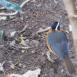 Un ejemplar de Cosifa de Heuglin (White-browed Robin-chat) pasea en busca de alimento