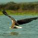 El águila pescadora planea sobre el agua para hacerse con su presa