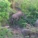 Grupo de elefantes dándose una comilona en el entorno del Monte Kenya