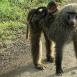 Mamá babuino con su cría a la espalda, esto es señal de que no advierte peligro, si no, lo llevaría debajo