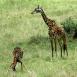 Mamá jirafa no pierde de vista a su pequeño mientras se agacha a beber de un riachuelo