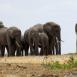 Manada de elefantes en la llanura de Amboseli