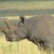 El rinoceronte negro es otro de los Big Five difíciles de ver, ya que están entre árbol