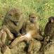 Grupo de babuinos, unos más cómodos que otros - Manyara.