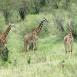 Grupo de jirafas en el Parque Nacional de Arusha