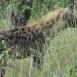 La hiena manchada es un animal tímido y huidizo, muy difícil de ver sin que se vaya corriendo