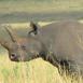 El rinoceronte negro es otro de los Big Five difíciles de ver, ya que se encuentran entre la maleza