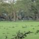 Cobos y cebras en las inmediaciones del lodge en lago Naivasha