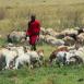 Joven masai con su rebaño, que puede ser de cabras, ovejas o vacas según su categorí