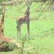 La vida en la sabana es muy difícil para una jirafa, un descansito nunca viene mal