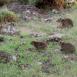 Los hyrax, peculiares habitantes de las inmediaciones del lago Nakuru