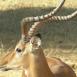 Ejemplar de impala macho con su espléndida cornamenta