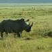 El lago Nakuru es un santuario para los rinocerontes, muy amenazados y en peligro de extinción