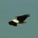 El águila pescadora, siempre elegante, en pleno vuelo