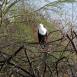 Águila pescadora reposando en una rama en el lago Eyasi