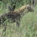 La hiena manchada es un animal tímido y huidizo, muy difícil de ver sin que se vaya corriendo