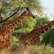 Jirafas reticuladas, una de las más bellas especies de jirafa, y que no podrás encontrar en casi ningún otro sitio aparte de Samburu