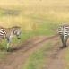 Hacemos un stop mientras una pareja de cebras comunes cruzan a su ritmo