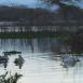 Pelícanos al atardecer nadan plácidamente en las aguas del Lago Manyara