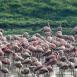 Bandada de flamencos, coloreando de rosa el entorno del lago Nakuru