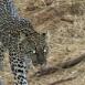 Samburu es el lugar donde es más probable avistar al leopardo