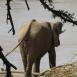 Elefante africano bebiendo agua en las orillas del Ewaso Ngiro