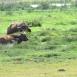 En Amboseli todos disfrutan sumergidos en el agua, también los búfalos