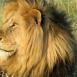 En Masai Mara, indiscutiblemente el león es el rey de la sabana