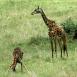 Mamá jirafa no pierde de viesta a su pequeño mientras se agacha a beber de un riachuelo