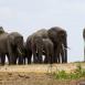 Manada de elefantes en la llanura de Amboseli