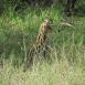 El serval muy atento a la vista de una de sus posibles presas