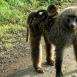 Mamá babuino con su cría a la espalda, señal de que no presienten peligro alguno