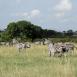 Grupo de cebras pastando a sus anchas. Algunas de ellas permanecen vigilantes por si se acercan depredadores